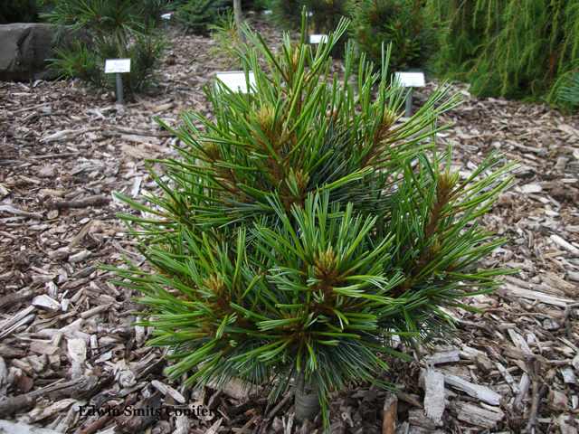 Pinus koraiensis 'Li Lu'